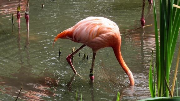flamingo, swamp, water, lake, wading bird, wildlife, aquatic bird, nature