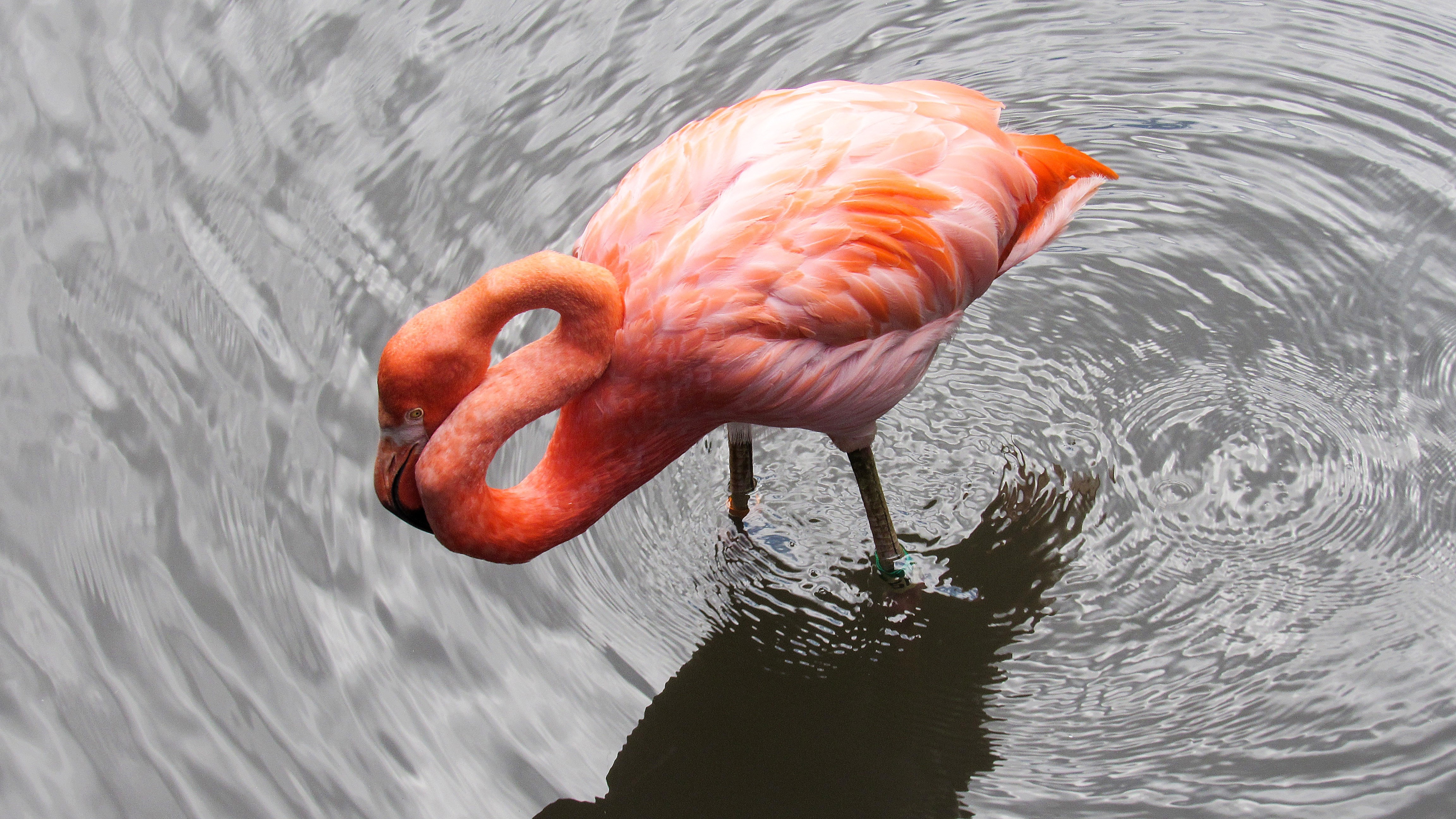 フリー写真画像 鳥 野生動物 渉禽 湖 フラミンゴ 水生の鳥 くちばし 水