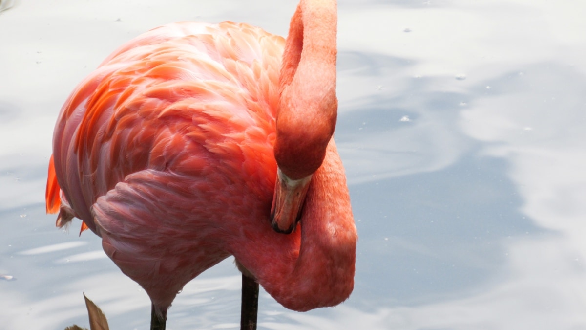 wading fugl, akvatisk fugl, flamingo, fugl, natur, vinter, udendørs, dyreliv