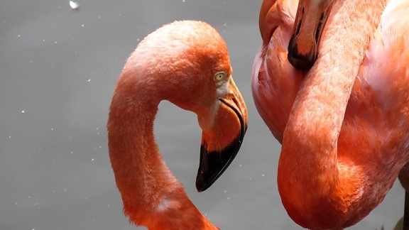 exotic, aquatic bird, flamingo, beak, wildlife, wading bird, bird, water