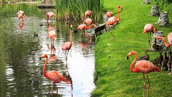 Flamingo, kudde, oever van de rivier, dier, nek, vogel, natuur, wild