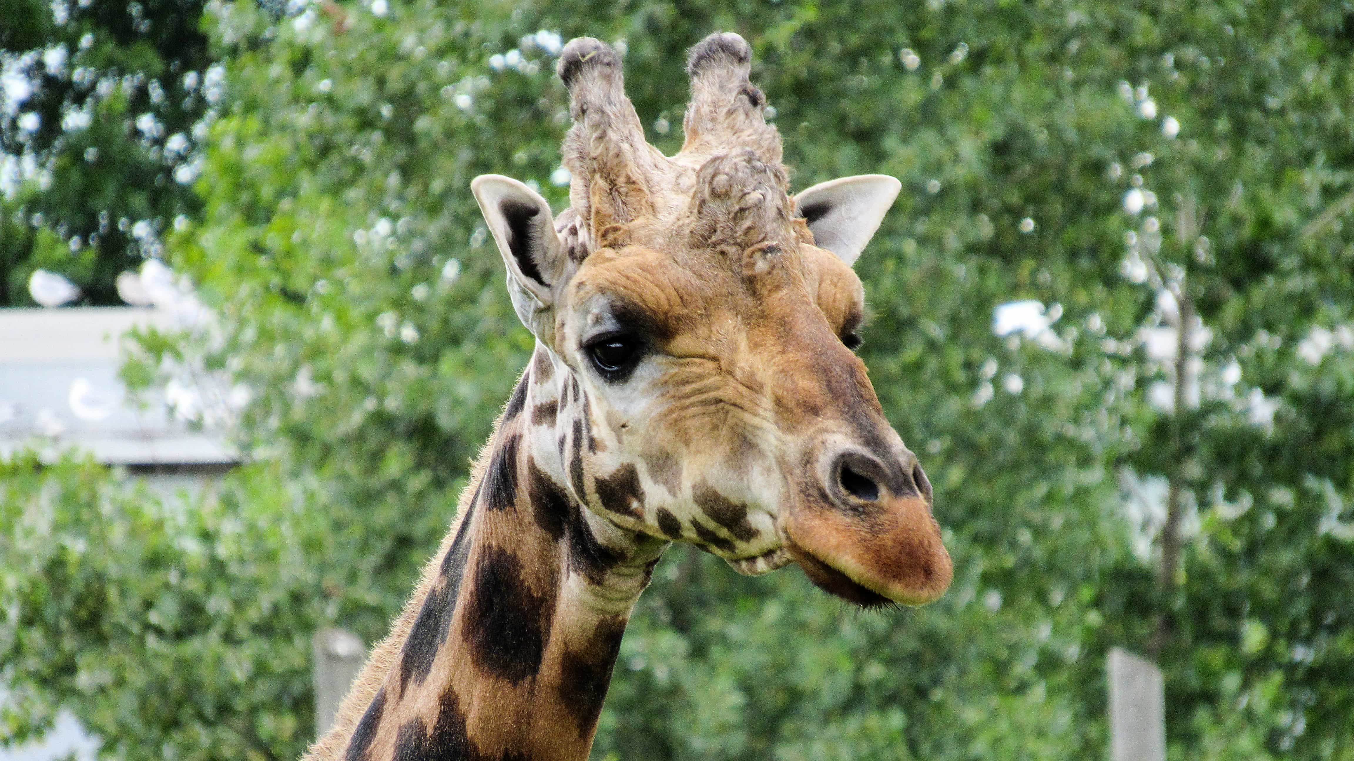 Free picture: head, horn, giraffe, animal, wildlife, wild, nature, grass