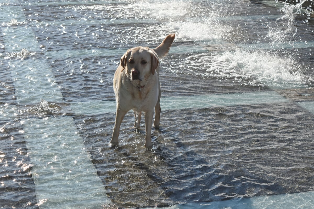 噴水, レジャー, 市街地, 犬, 子犬, 犬, 猟犬, 水
