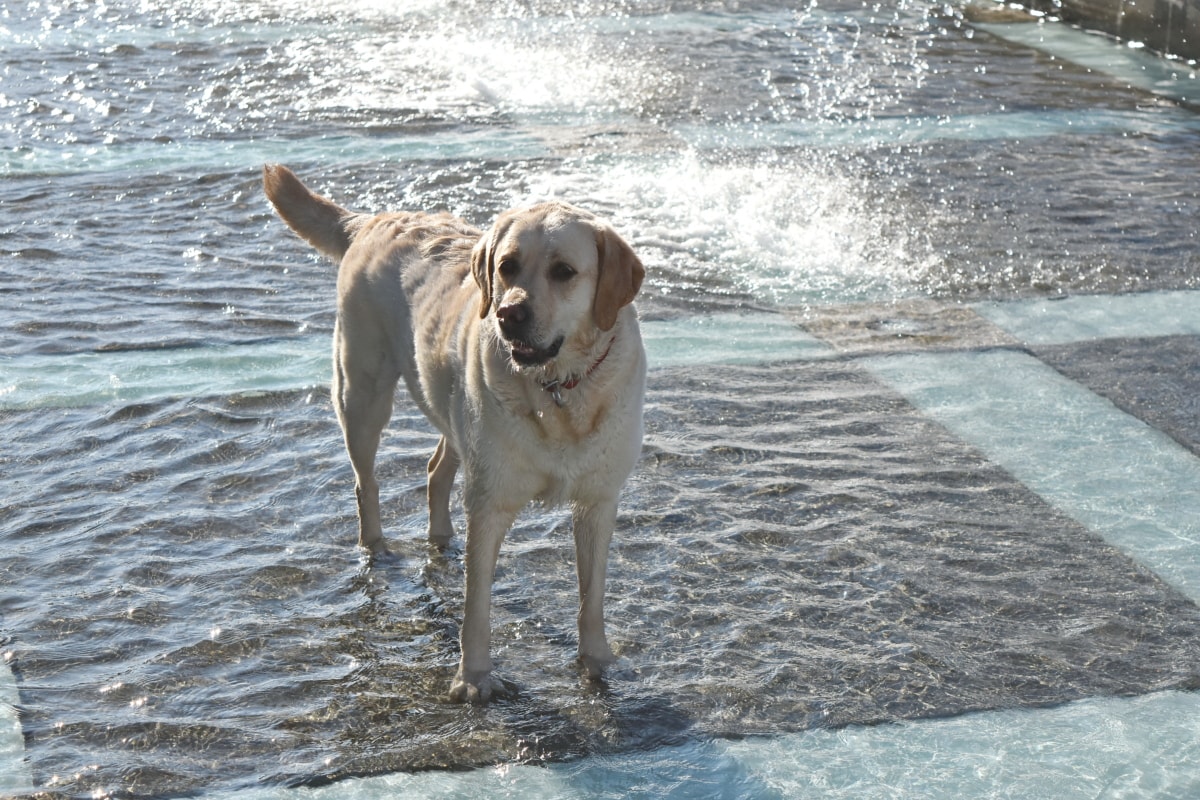 Fontana, sunčano, lovački pas, pas, štene, pas, životinja, voda