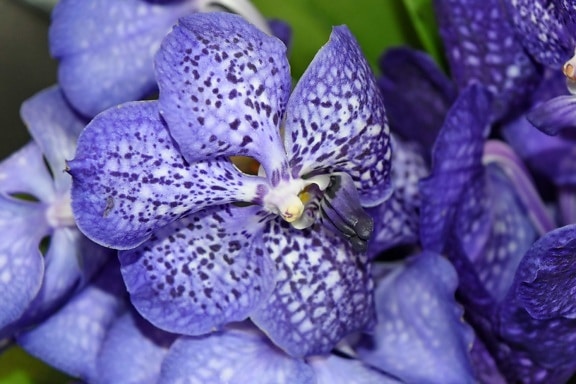 orchid, purplish, tropical, plant, nature, flora, petal, flower
