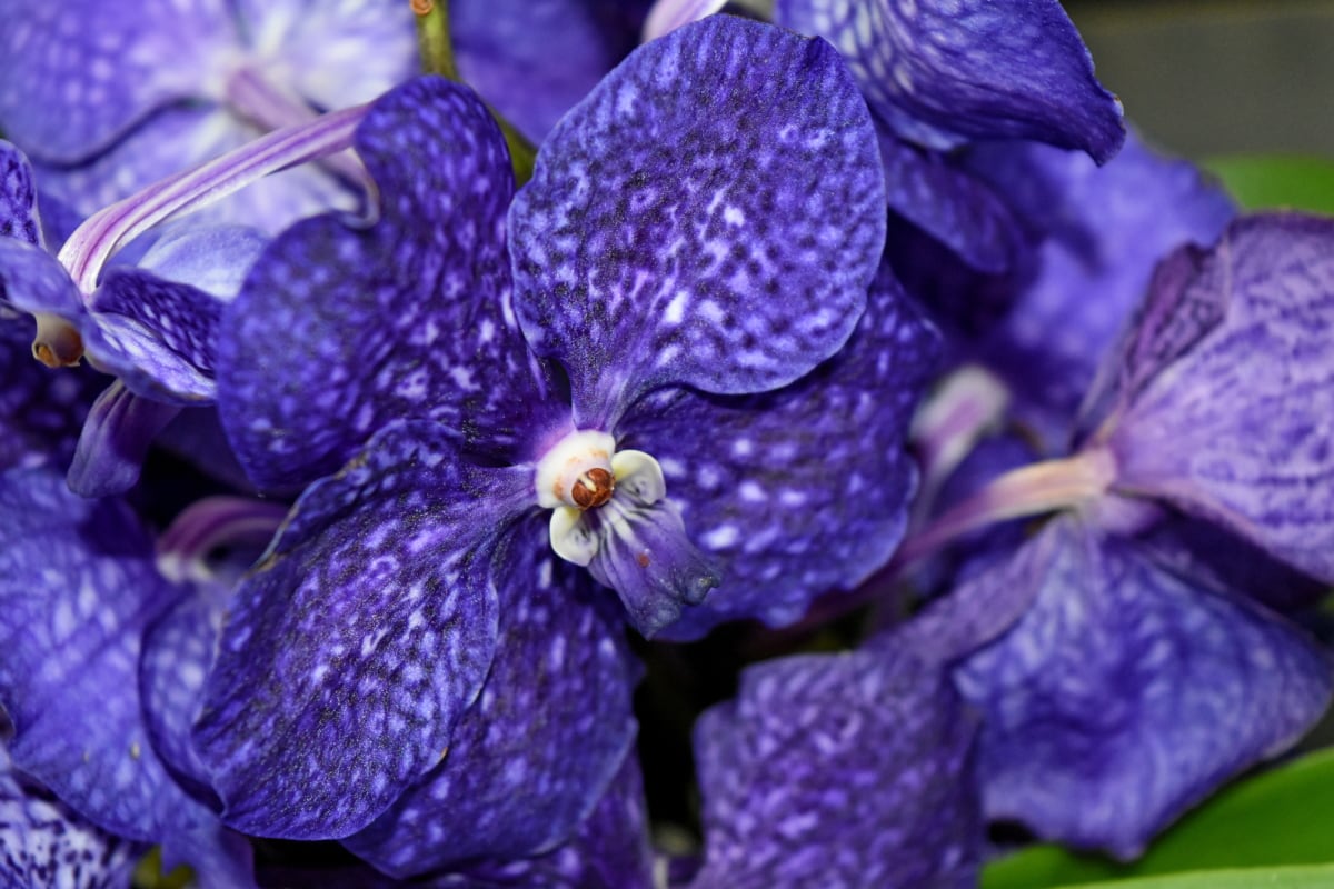 plava, detalj, egzotične, orhideja, latice, tučak, priroda, vrt