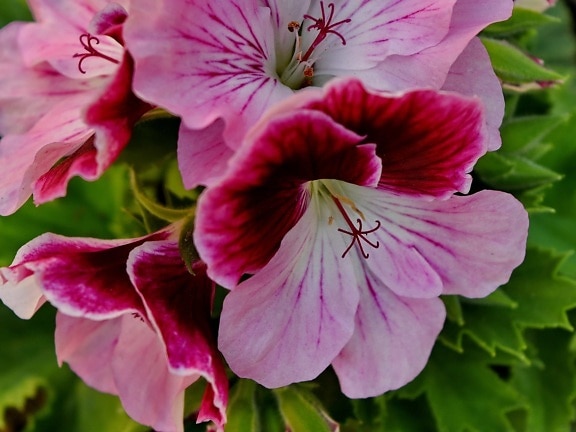 Petunia, Rosa, Natur, Anlage, Blume, Garten, Flora, Kraut