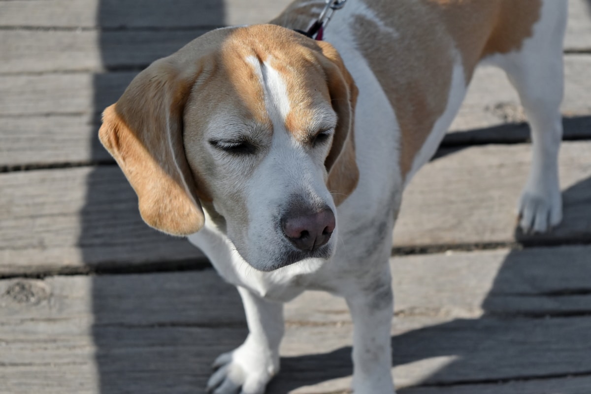 フリー写真画像 犬 狩猟犬 かわいい 犬 ビーグル 子犬 動物 縦方向