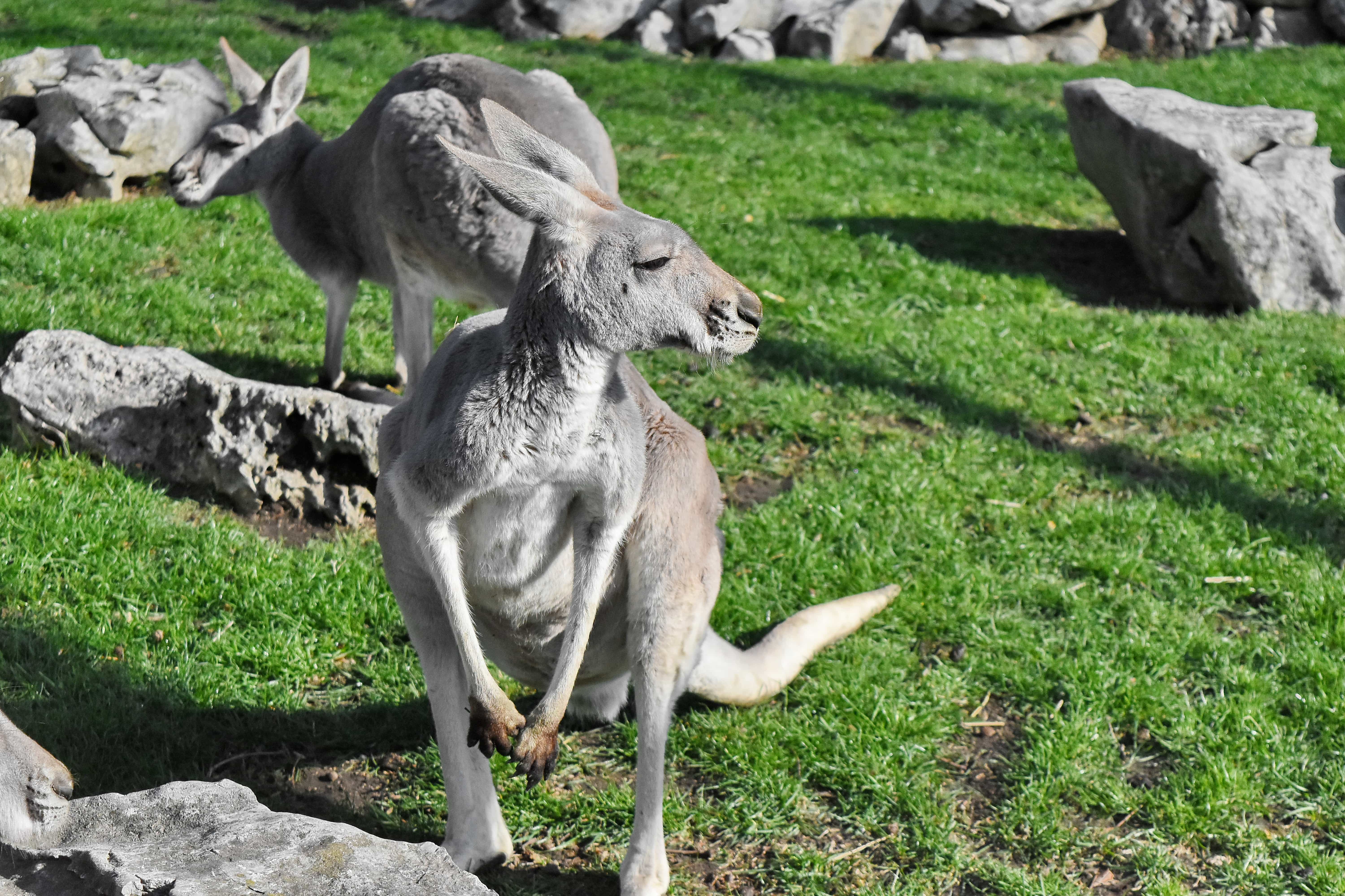 フリー写真画像 動物 オーストラリア カンガルー 草 動物 自然 フィールド アウトドア