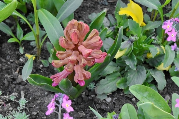 lente, Hyacint, natuur, bloem, tuin, flora, plant, bloeiend