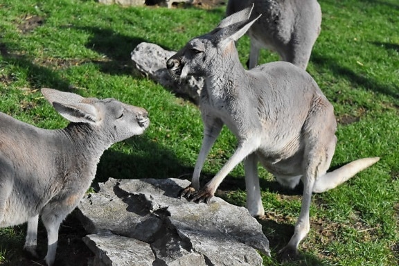 grey, kangaroo, wildlife, animal, nature, grass, wild, fur