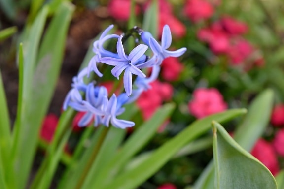 blomma, Anläggningen, naturen, hyacint, blomma, flora, trädgård, blad
