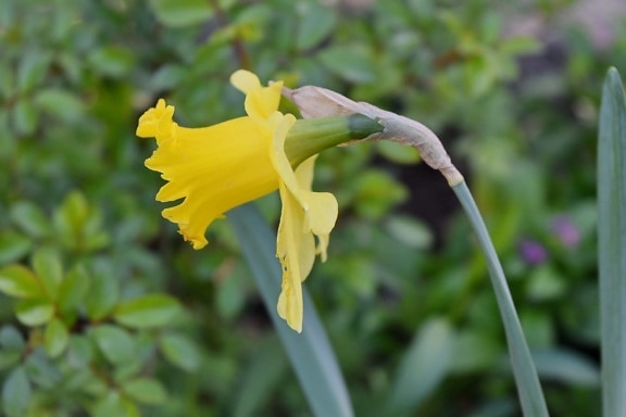 gele narcis, lente, Narcissus, tuin, flora, bloem, natuur, plant