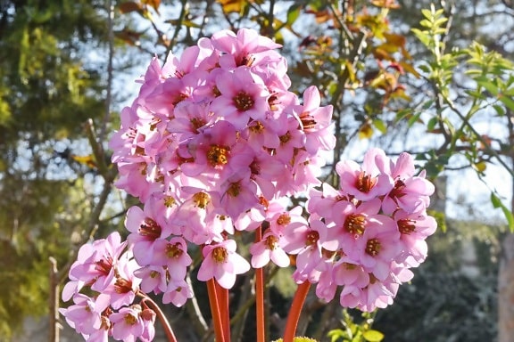 roze, lentetijd, tak, flora, plant, struik, boom, bloem