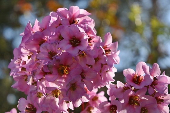 bunga, bunga, alam, kelopak, musim semi, merah muda, mekar, ramuan
