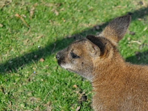 australia, kangaroo, rodent, fur, wildlife, wild, animal, cute