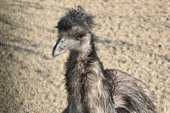 ostrich, animal, avian, beak, bird, cute, eye, fauna