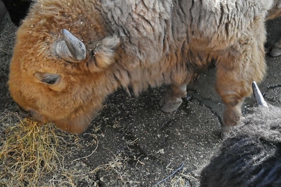 Bison Freie Bilder Public Domain Bilder