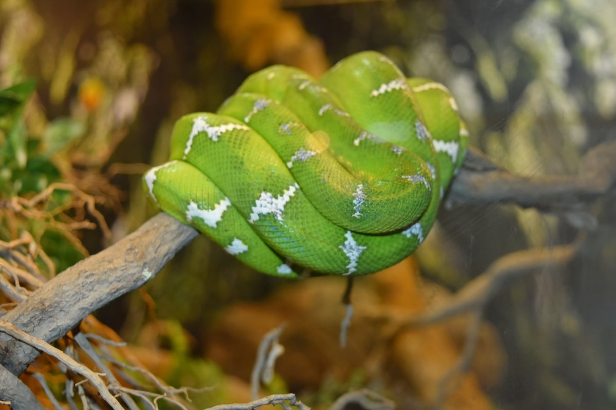 grüne Schlange, Python, Tier, Tiere, Camouflage, Farbe, Gefahr, Ökologie