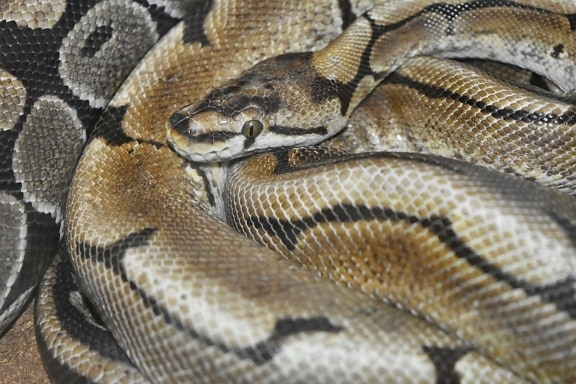 light brown, zoology, animal, scale, reptile, snake, viper, wildlife