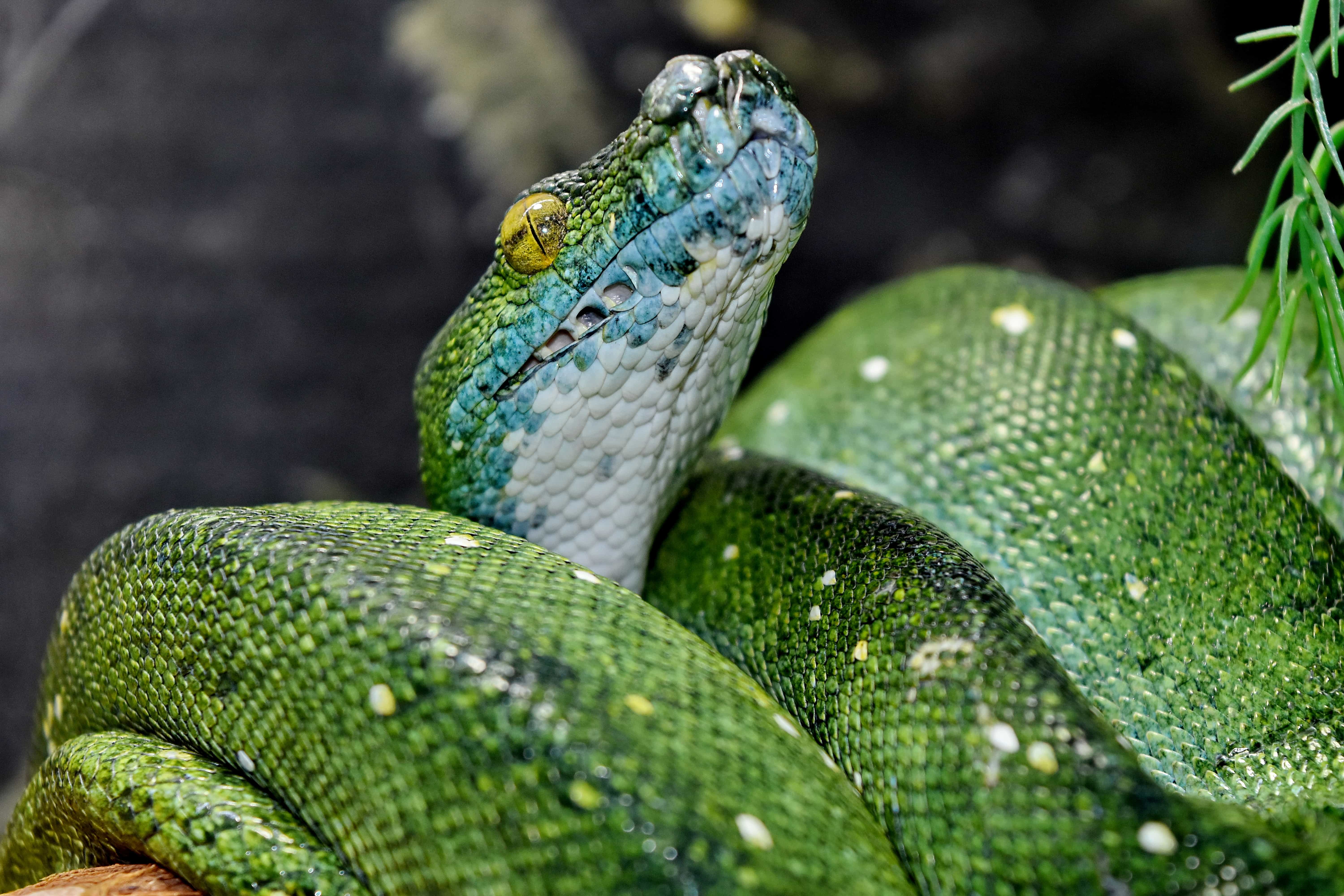 Free picture: camouflage, detail, green snake, head, python, animal, animals,  ecology