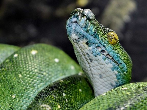 camouflage, eye, green snake, head, python, animal, animals, danger