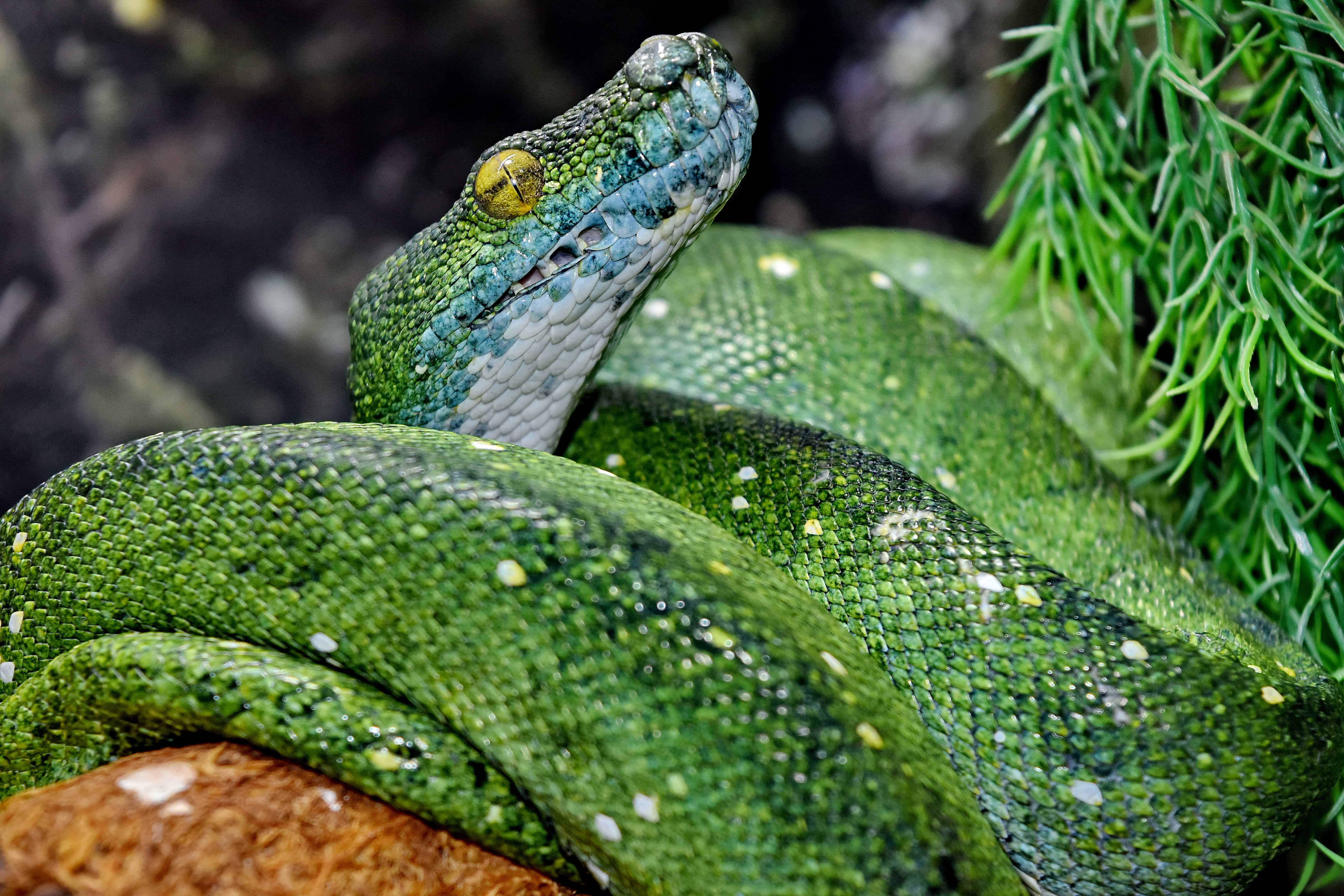 Удав тропической. Смарагдовый полоз зеленый. Блестящая остроголовая змея. Тропический питон. Зеленая Тропическая змея.