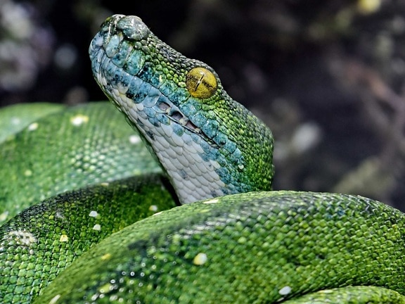detail, eye, green snake, head, mouth, python, animal, animals