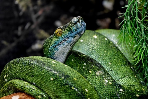 biology, danger, green snake, head, python, rainforest, animal, animals