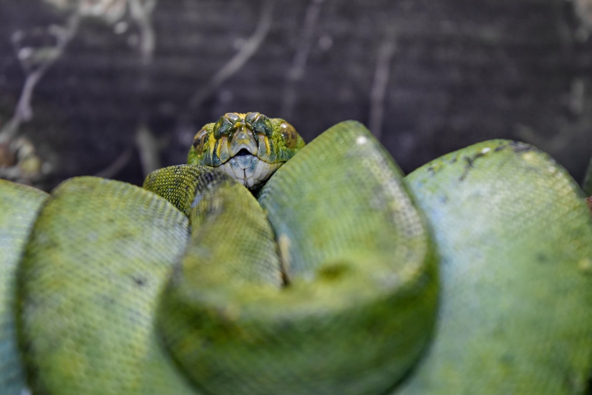 grüne Schlange, Python, Tier, Tiere, Biologie, Camouflage, Farbe, Ökologie