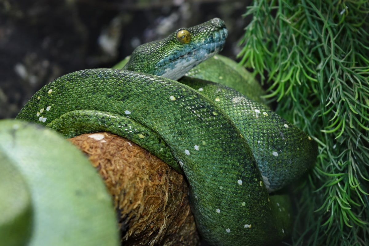 camouflage, exotische, Snake, green snake, python, Regenwoud, tropische, dier, dieren