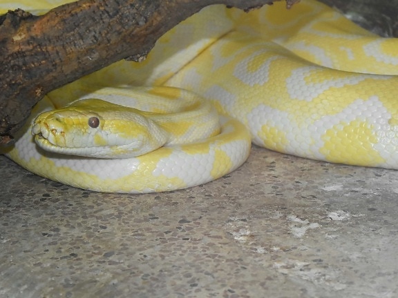 python, snake, yellowish, albino, animal, biology, black mamba, cobra