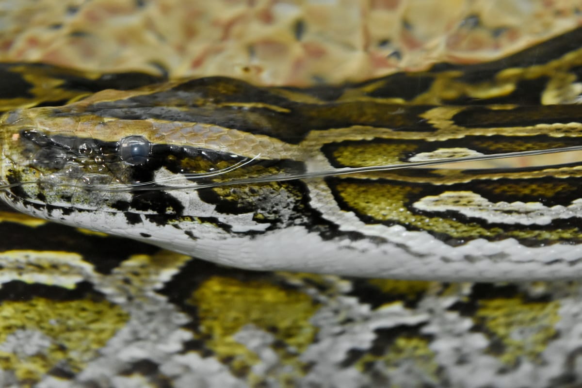 bajo el agua, serpiente, naturaleza, reptil, patrón de, animal, flora y fauna, Python