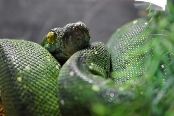 Python, Regenwald, Natur, Reptil, grüne Schlange, Schlange, Tier, Tierwelt