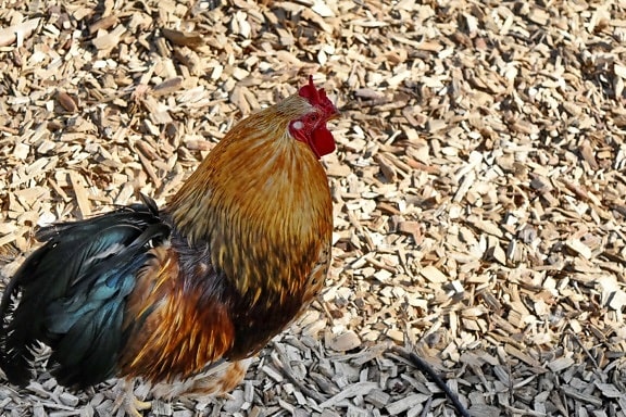 rooster, bird, farm, animal, poultry, chicken, hen, nature