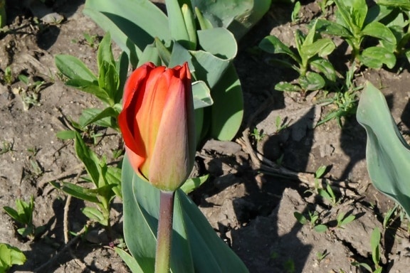 okvětní lístek, závod, Flora, květ, tulipán, list, Příroda, zahrada