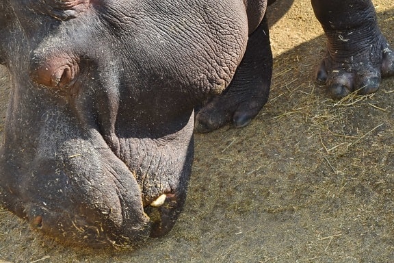 Hippopotamus, dyreliv, Safari, vill, dyr, natur, stående, munn