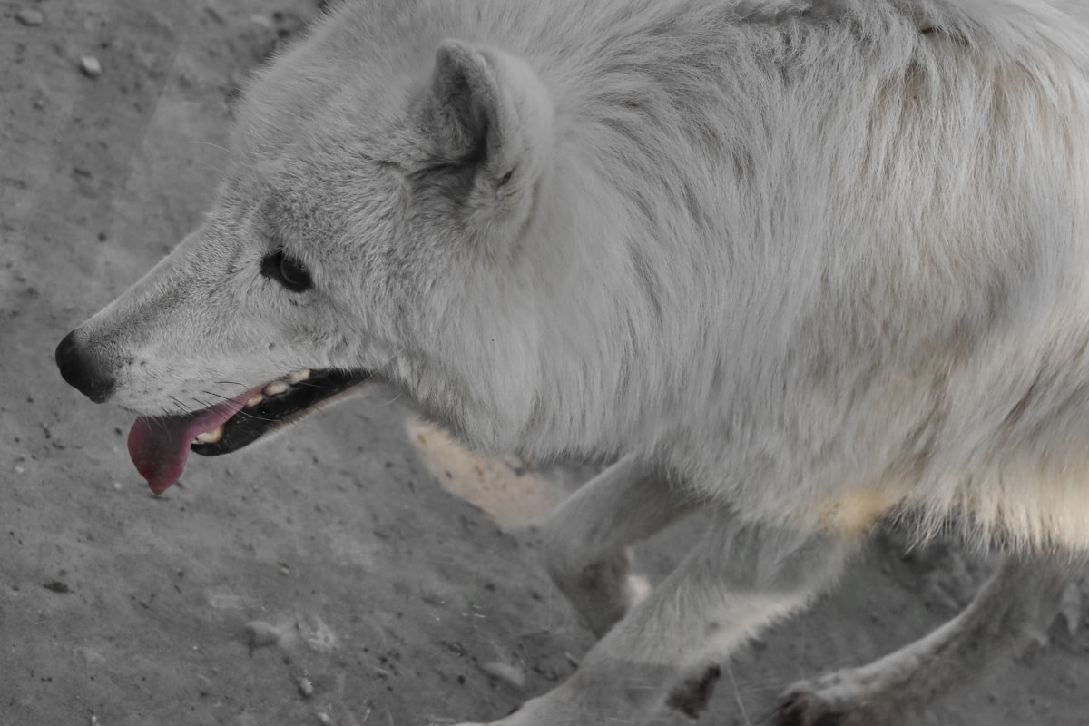 albino, hvit, ulv, ulv pack, hjørnetann, Pels, natur, dyreliv