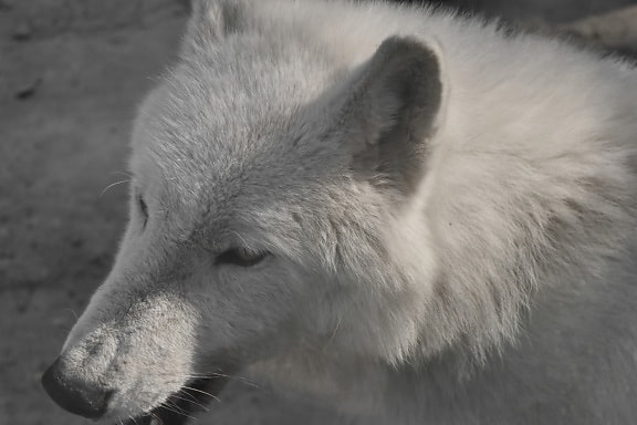 albino, monochrome, white, wolf, wolf pack, canine, fur, wildlife