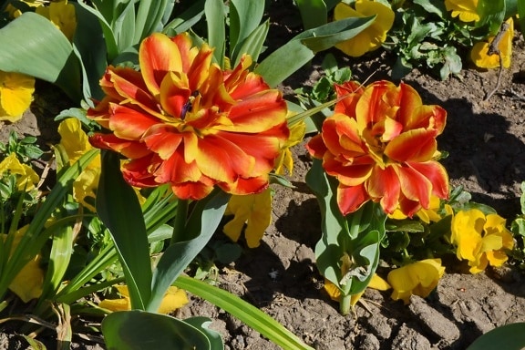 jardim de flor, pétalas, vermelho, flor, flor, folha, Tulipa, planta