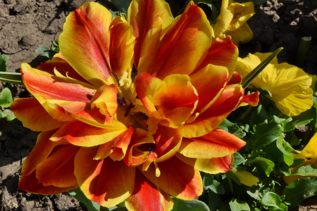 tulipanes, Jardín, ramo de la, flor, Pétalo, arbusto, planta, flor
