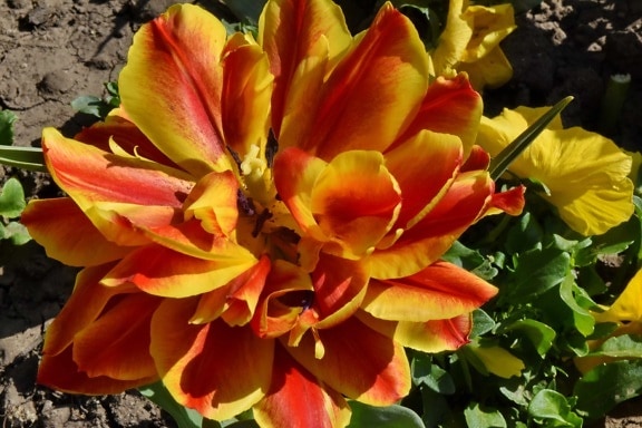 tulipány, zahrada, kytice, květ, okvětní lístek, keř, závod, květ