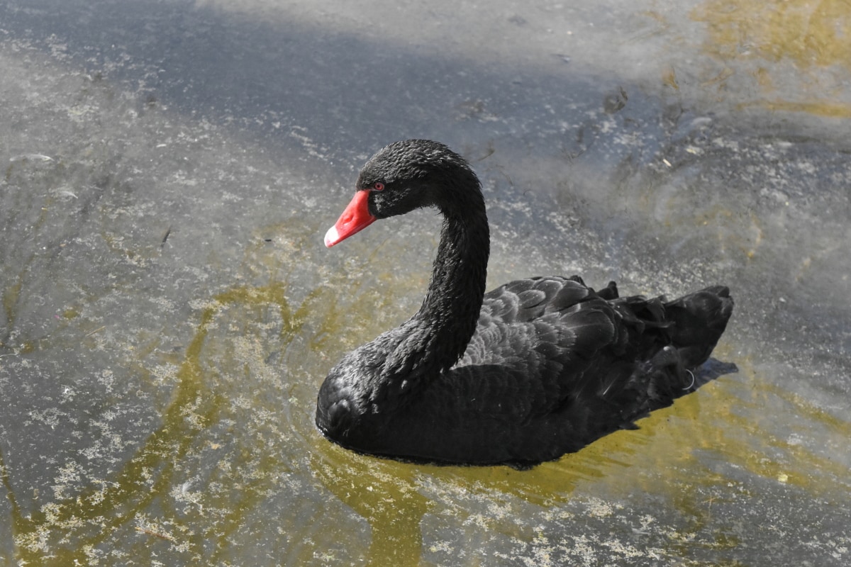 black, water, lake, swan, pond, aquatic bird, wildlife, nature