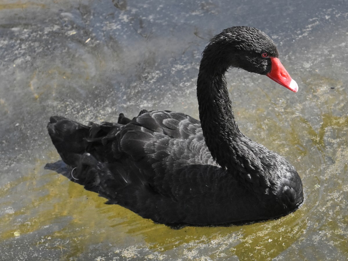 black, lake, swan, wildlife, water, aquatic bird, bird, nature