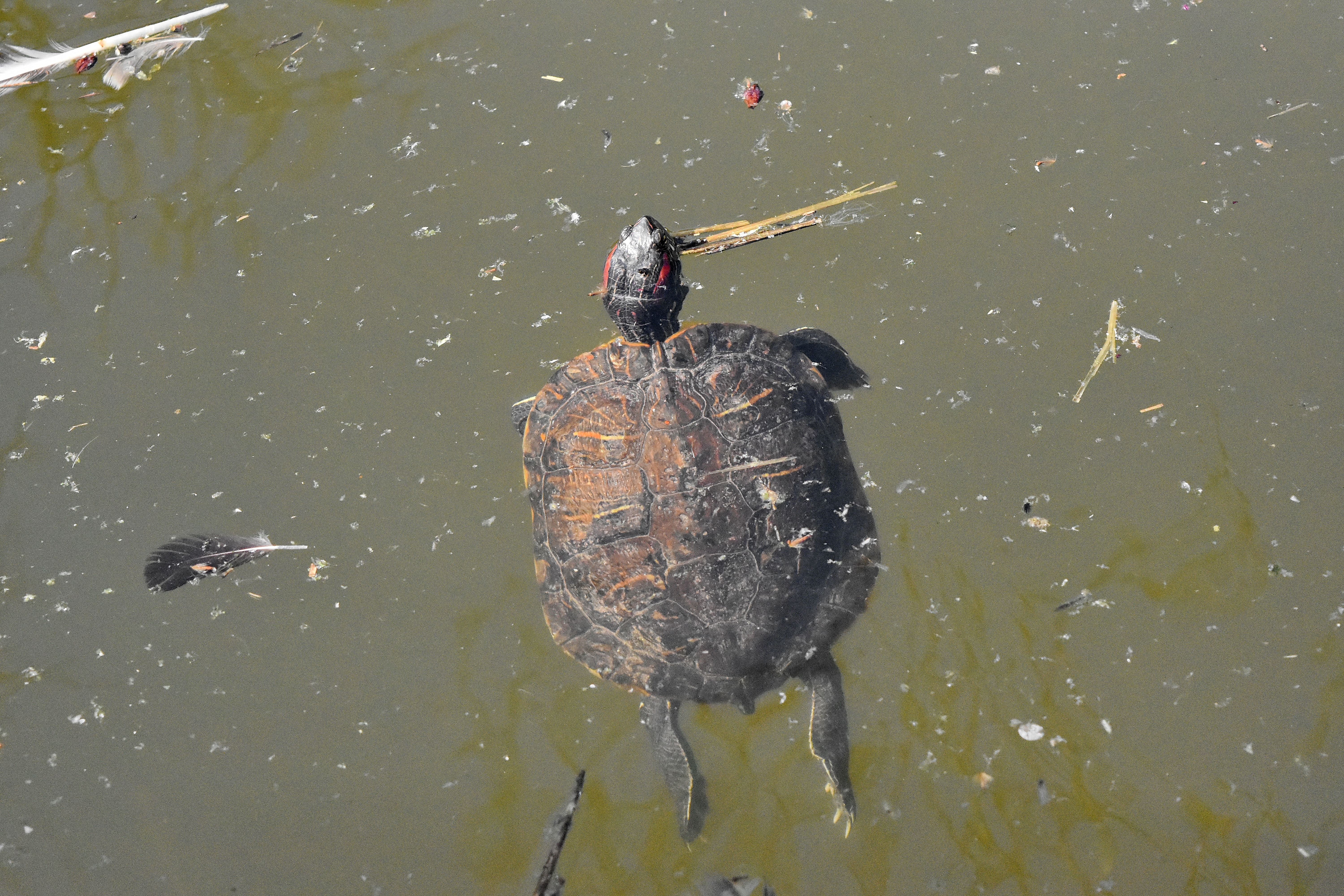 Ловить черепаху. Малаховское озеро черепахи. Черепаха в воде. Астрахань озеро с черепахами. Поймал черепаху вместо рыбы.