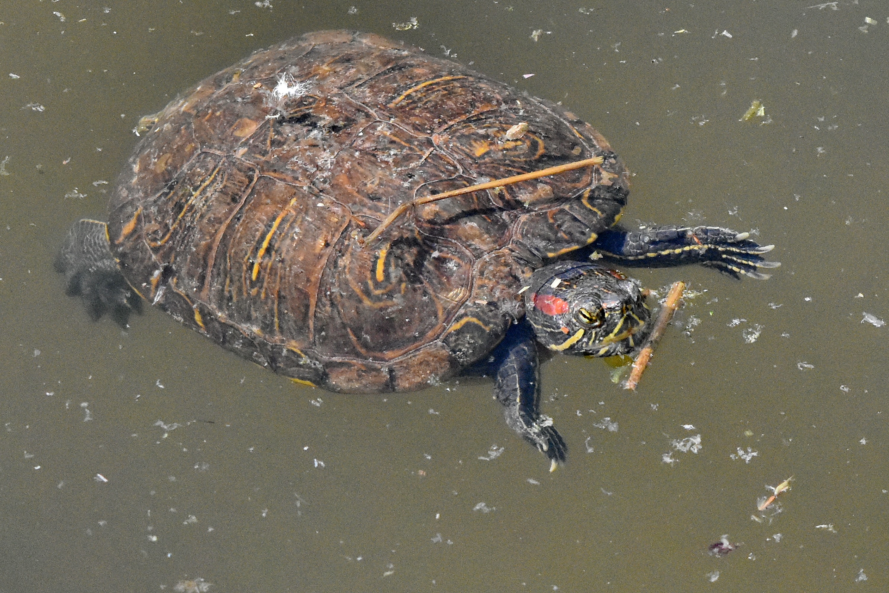 Черепаха в воде. Черепашка с водой на спине. Плавающая амфибия (животное). Палата черепаха вода.
