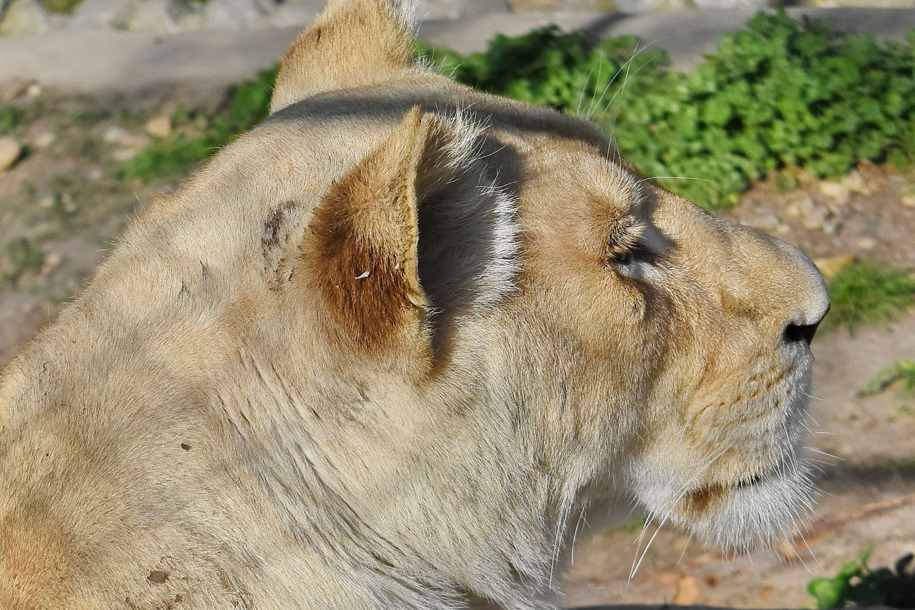 フリー写真画像 アフリカ 縦方向 野生動物 自然 プレデター ライオン 野生 サファリ