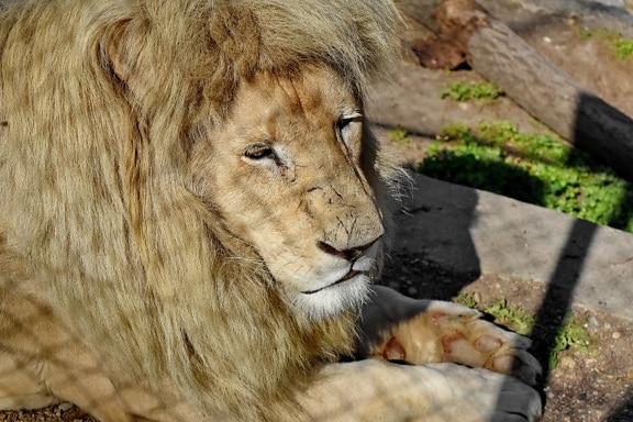 head, lion, safari, carnivore, wildlife, feline, wild, predator