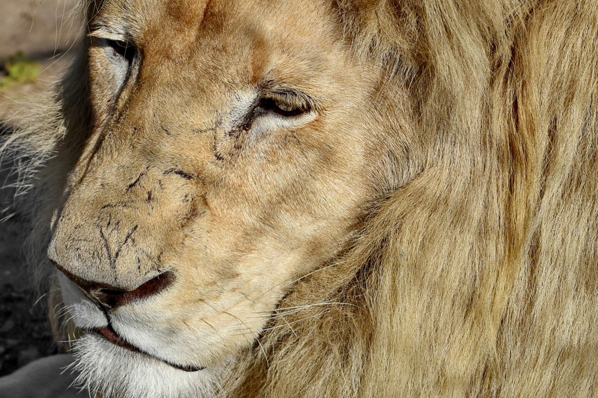 lion, safari, cat, predator, carnivore, animal, wildlife, portrait