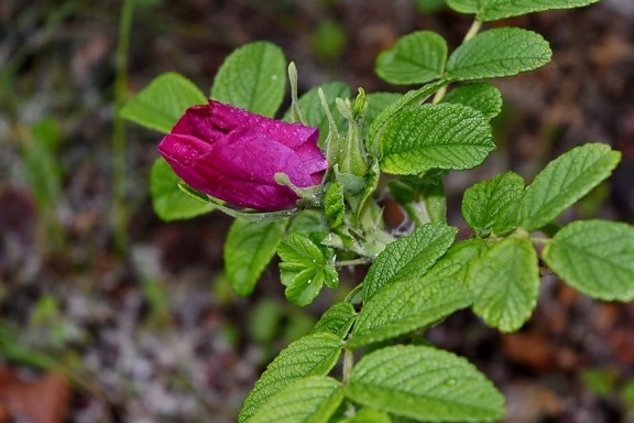 Rosa, zelené listy, vlhkost, déšť, růže, list, Flora, Příroda